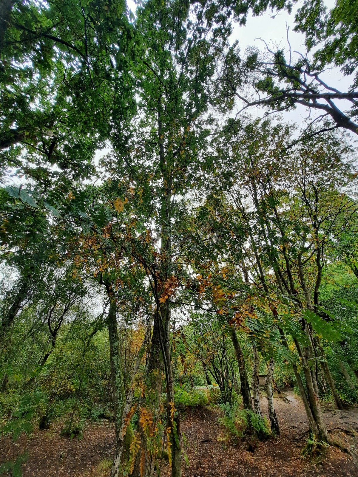 Rainfall (24 September&nbsp;2020)